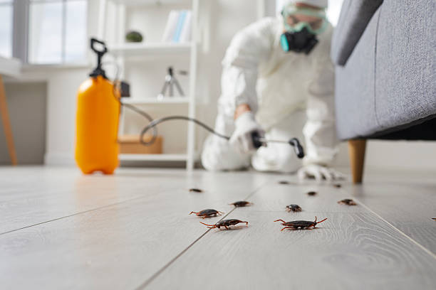 Commercial Kitchen Cockroach Control in Orwell